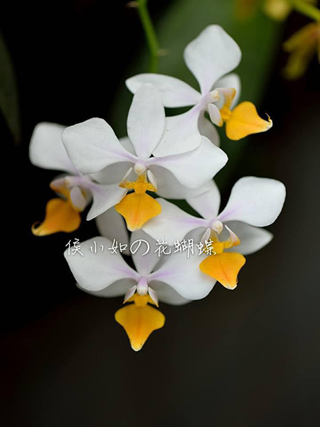 Phalaenopsis x intermedia 'Yellow Ladder'