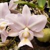 Cattleya nobilior amaliae venosa 'Mucio'