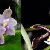 Phalaenopsis Peter Blue Diamond 'Freya's Coffee Candy' x mannii 'Black'