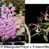 Phalaenopsis Silbergrube 'Freya' x mannii 'Black'