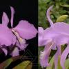 Cattleya warneri concolor 'Blumenfest' x concolor 'Elvira'