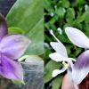 Phalaenopsis Mituo Blue Bear x speciosa coerulea ('Su's Bluish' x 'Su's Coffee Candy') #3