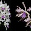 Cattleya Howard's Delight (C. Interglossa fma. coerulea 'Purple Tower' BM/JOGA x Lc. Elegans fma. coerulea 'Leviathan'5262)