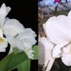 Cattleya warneri alba 'Claire' AM/AOS x Cattleya Victorian Lace 'Diamond Orchids'