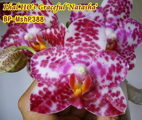 Phalaenopsis Ho's Graceful 'Natasha'