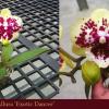 Phalaenopsis Allura 'Exotic Dancer'