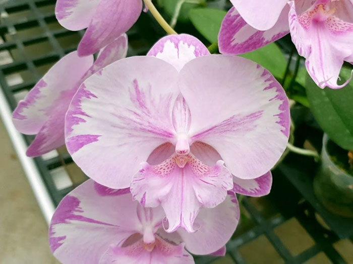 Phalaenopsis Allura 'Butterflies & Hurricanes'