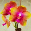 Phalaenopsis Allura 'AL's Rainbow'