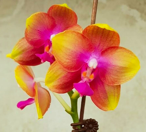 Phalaenopsis Allura 'AL's Rainbow'