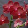 Phalaenopsis Allura 'Crimson Love'