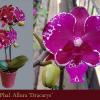 Phalaenopsis Allura 'Dracarys'