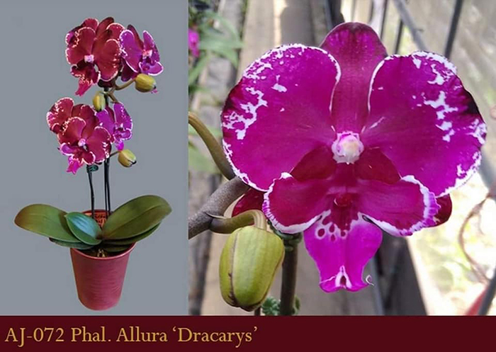 Phalaenopsis Allura 'Dracarys'