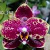 Phalaenopsis Mituo Reflex Dragon 'Mituo#21'