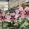 Phalaenopsis Ever Spring King 'ES'