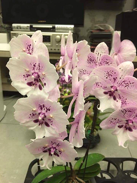 Phalaenopsis (amabilis -Taida Pearl) x Sogo Yukidian 'ES'