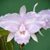 Cattleya lueddemanniana concolor 'Orquiven' x 'Ricardo'