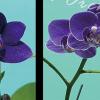 Phalaenopsis Lioulin Blue Bee x CX Violet (3376)
