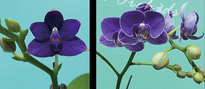 Phalaenopsis Lioulin Blue Bee x CX Violet (3376)