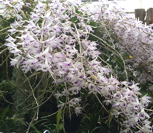 Dendrobium transparens
