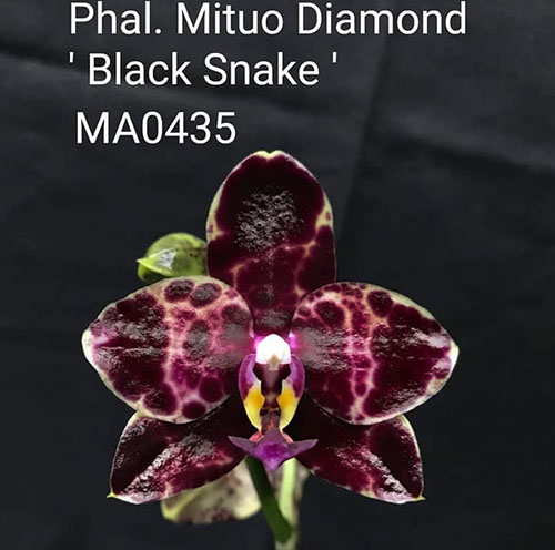 Phalaenopsis Mituo Diamond 'Black Snake'
