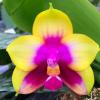 Phalaenopsis Yaphon Yellow Queen