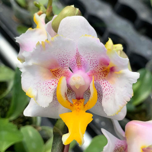 Phalaenopsis (stuartiana - Rainbow Falconer) 'ES'