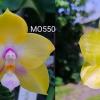 Phalaenopsis Mituo Gelb Eagle 'Oriole' x Mituo Golden Tiger 'Yellow Dragon'