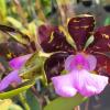 Cattleya aclandiae 'Surreal'