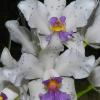 Cattleya amethystoglossa coerulea 'Vinho' x coerulea 'Caliman'