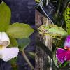 Cattleya schilleriana albescens '#2-2016' x schilleriana semi-alba 'Esmeralda'