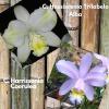 Cattleya harrisoniana trilabelo alba x coerulea