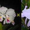 Cattleya labiata semi-alba 'Marina' x 'Caliman'