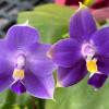 Phalaenopsis Mituo Purple Dragon 'Blue' x violacea indigo 'SWR835'