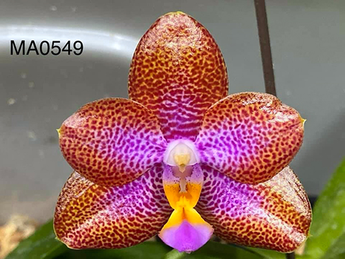 Phalaenopsis (LD Sun Dragon 'MO98' x Mituo Reflex Dragon 'B1') clone