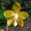 Phalaenopsis Yaphon 'Yellow Bomb'