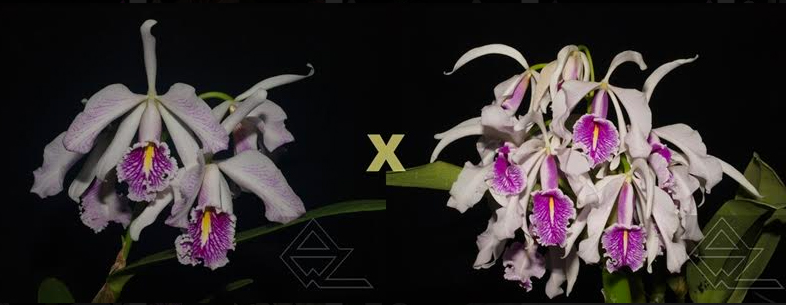 Cattleya maxima semi-alba 'La Pedrena' x (4/4)