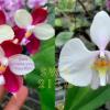 Phalaenopsis Germaine Vincent 'Yuyu Rich'  x amablilis