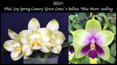 Phalaenopsis Mel's Lovely Wife (Joy Spring Canary 'Green Lotus' x bellina 'Blue Moon') seedling