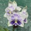 Phalaenopsis Mituo Purple Dragon 'Blue White'