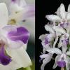 Cattleya Interglossa coerulea aquinii 'SVO' x Interglossa coerulea 'Purple Tower' BM/JOGA