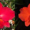 Sophrolaeliocattleya Circle of Life 'Mesmerize' AM/AOS x Cattleya coccinea 'Diamond Orchids'