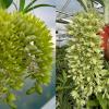 Clowesia thylaciochila 'Green' x Clowesia russeliana 'SVO'