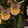 Catasetum Dragon's Glade 'Golden Scales' x Catasetum Orchidglade 'Davey Ranches' AM/AOS