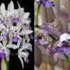 Cattleya Interglossa coerulea  'Purple Tower' BM/JOGA x Cattleya Leoloddiglossa 'Dark Blue'