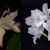 Cattleya amethystoglossa (rosada 'Primavera' x albescens 'Saira')