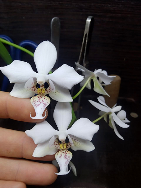 Phalaenopsis stuartiana x amabilis
