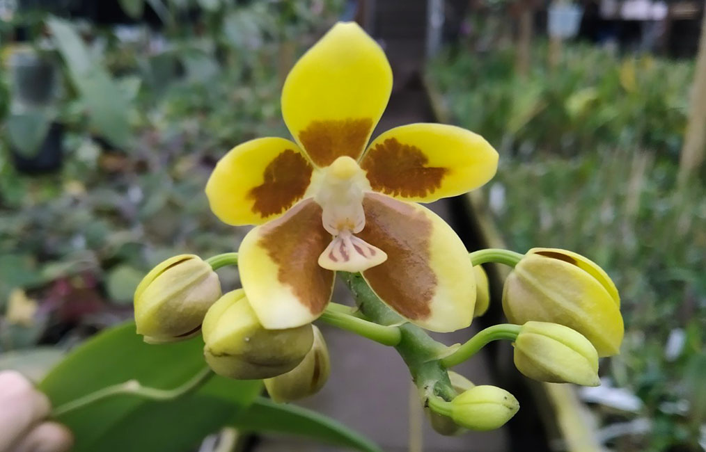 Phalaenopsis fuscata x sib