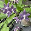Phalaenopsis speciosa 'Purple Mountain'