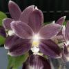 Phalaenopsis speciosa 'Purple Paw'