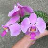 Phalaenopsis schilleriana (Mei)